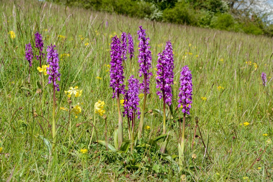 Neues Online-Portal „Rhönflora“ im UNESCO-Biosphärenreservat Rhön: Die wilde Pflanzenwelt der Rhön auf einen Klick